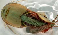 Three-eyed dinosaur shrimp - 'living fossil' is causing a 'fever' in the research world!
