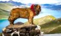 Tibetan mastiffs mate with mountain wolves to survive in high mountains