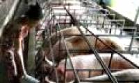 Tien Giang applied scientific and technological advances to animal husbandry
