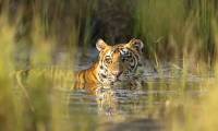 Tiger photos that surprised the world