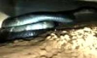 Tigers carrying princesses longer than 5 meters sneak into Indian houses