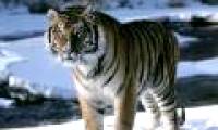 Tigers find both heaven and hell in India