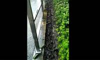 Tilapia fish line up in order, 'walking' on dry ditch