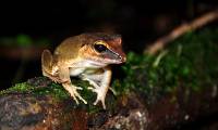 Tiny frogs make ultrasonic sounds that exceed human hearing