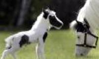Tiny horses were born in England