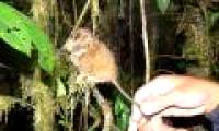 Tiny monkey re-emerged after 86 years