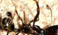Tiny spider launching