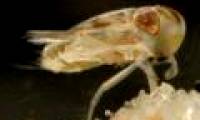 Tiny water bug: the most