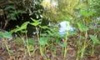 Tissue culture helps preserve the gene pool of yellow-taro