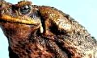 Toad Cane - The world's largest toad species