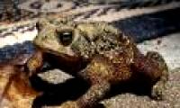 Toads have the ability to predict earthquakes