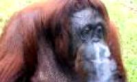 Tobacco addicted orangutan