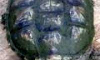 Tobacco addicted turtle