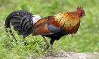 Today's domesticated chickens have been domesticated from red pheasant in Southeast Asia