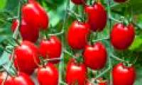 Tomatoes are fruits or vegetables?  Many questions sometimes cause a lot of controversy