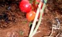 Tomatoes, potatoes '2 in 1'
