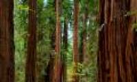 Too many animals and plants disappear due to climate change