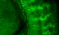 Toothpick: A new molecular tag that identifies minerals and teeth