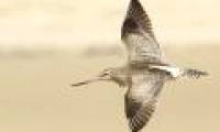 Top 10 highest flying birds in the world