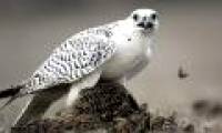 Top 10 'kings' speed in the bird world