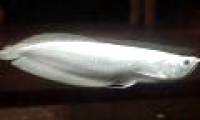 Top 10 rare and expensive fishes in Vietnam
