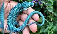Top 10 strange animals and plants that you probably have never heard of