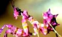 Top 10 weird insects