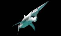 Top 15 strangest shark species on the planet
