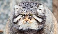 Top 3 animals that look cute but are actually extremely ferocious