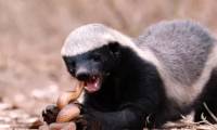 Top 3 most vengeful animals on the planet, don't make them angry!