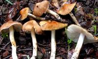 Top 4 extremely poisonous mushrooms commonly found in Vietnam
