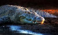 Top 5 best fasting animals on Earth: Some species can live well even after 30 years without food