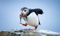 Top 6 animals that know how to use tools that no one expected