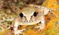 Top 7 newly discovered plants and animals in Australia