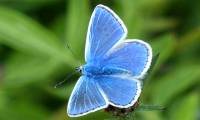 Top 7 rarest butterflies in the world
