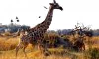 Top animal photos taking photos of Natioanal Geographic