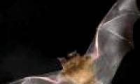 Top animal warriors in war (I)