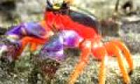 Top of unprecedented species of crabs