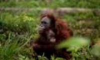 Touched the pregnant orangutan mother hugged her baby from being killed