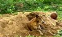 Touched with the fasted dog on the grave