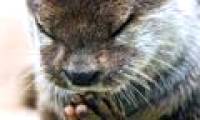 Touching image: The otter hands together to pray