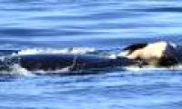 Touching killer whales grieving because of death