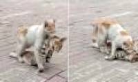 Touching the moment the cat is determined to pull your body to safety