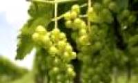 Traces 1,000-year-old vineyards in Spain
