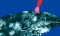 Tracing whales - The mystery has no answer (Part 3)