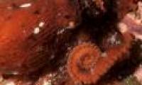Track the world's largest octopus