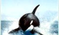 Tracking whales - Mysterious whale whale cropping event (Part I)