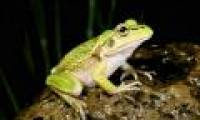 Traffic noise ruins the reproductive life of frogs