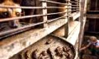 Tragedy behind the most expensive coffee on the planet