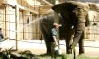 Tragedy of elephants in the zoo